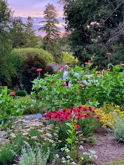 sunset in the small cottage garden in zone 6a new jersey garden