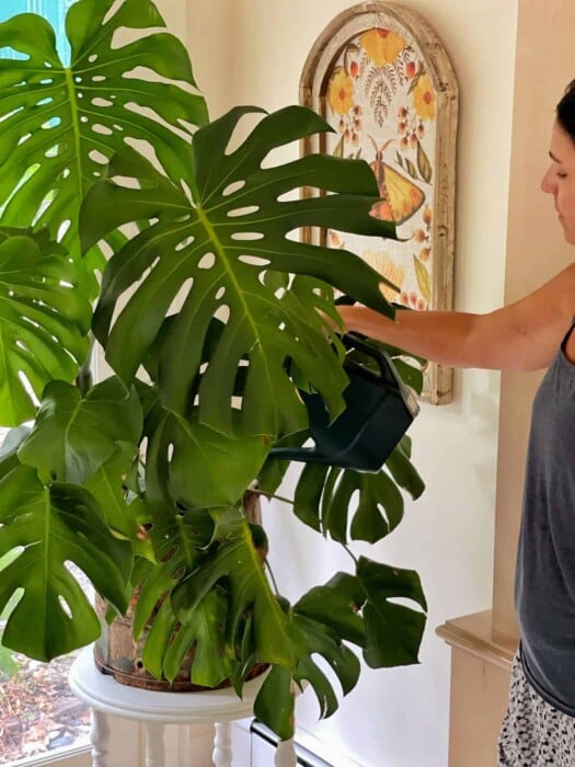 A person is watering indoor plants, tending to a large Monstera near a window; in the background, butterfly-themed artwork decorates the wall.