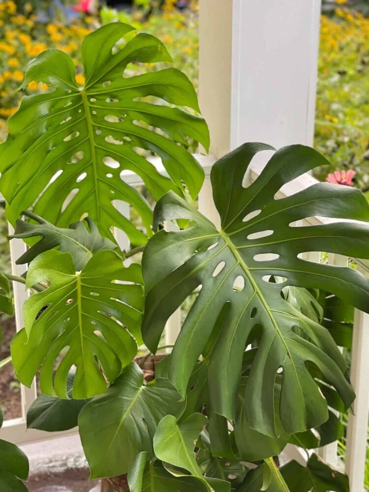 Close up of Monstera plant foliage