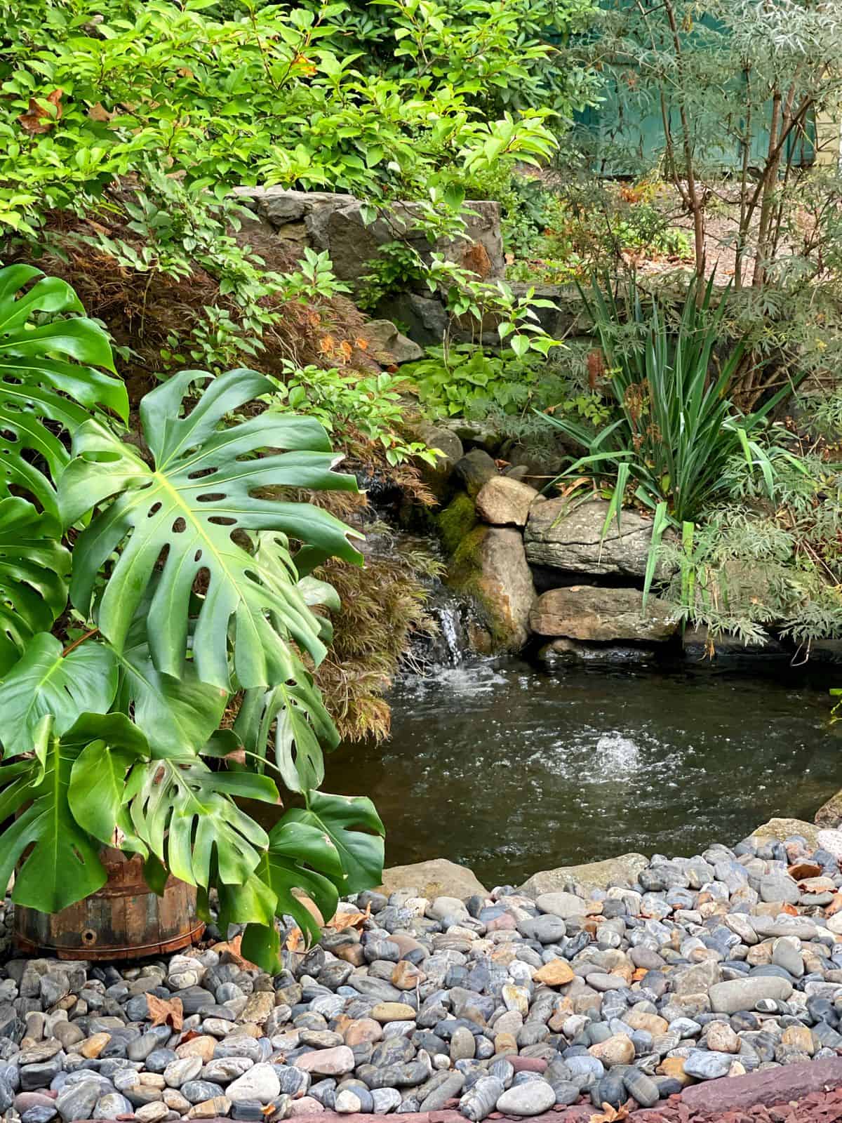 monstera delciiosa by the koi pond