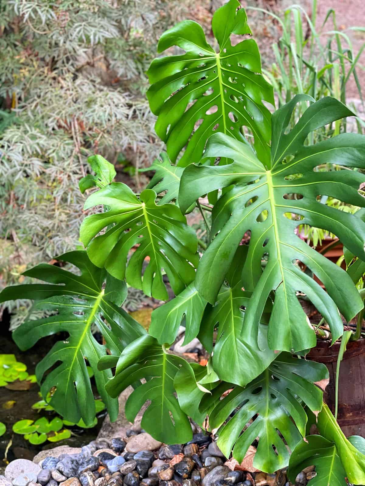 DIY Pothos Moss Pole: Unleash Lush Climbing Vines & Jungle Vibes