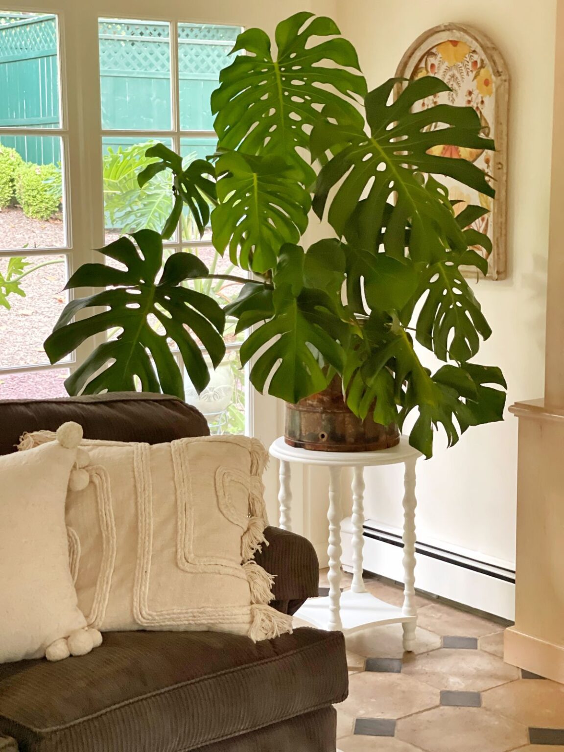 Monstera Deliciosa Plant Care for Beginners: A Simple Guide | Bricks ’n ...