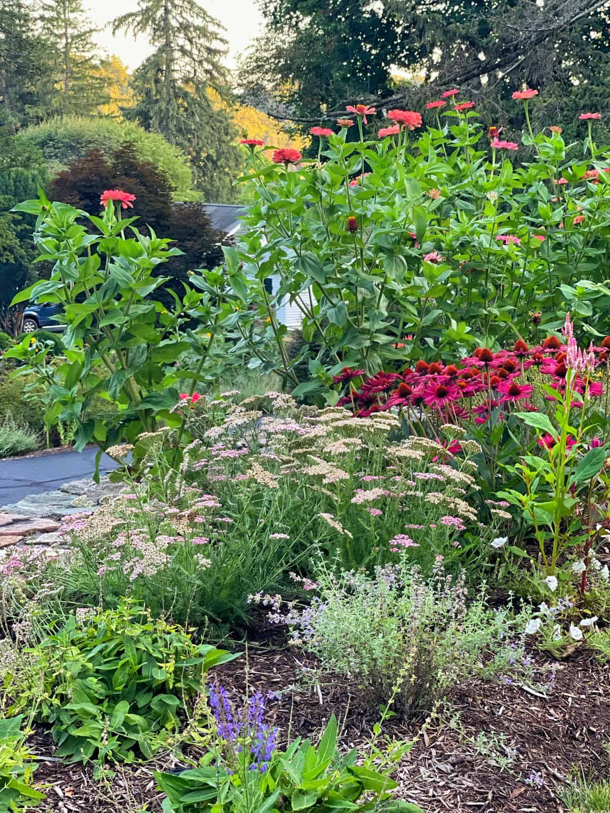 small cottage garden near the front porch with yarrow, coneflowers, seniorita zinnias and more.