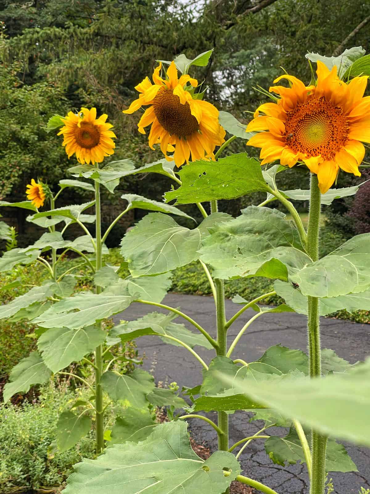 harvesting-sunflower-seeds-stacy-ling