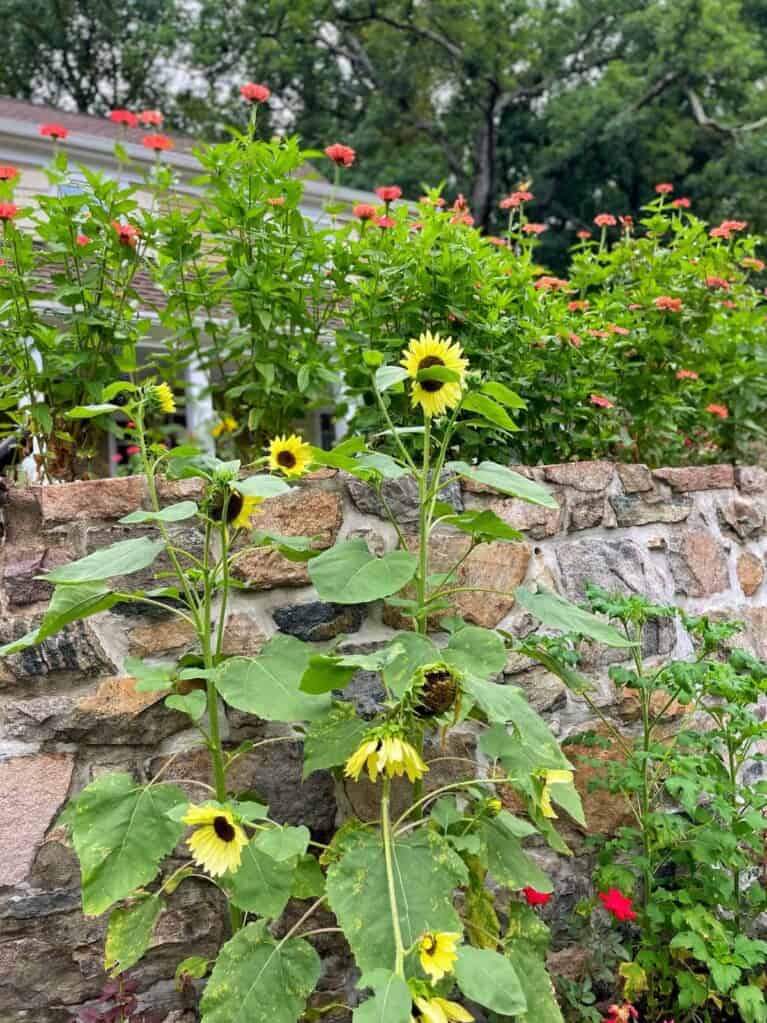 Late Summer Garden Tour 2022 – Highs, Lows & Heat Stress (Zone 6B ...