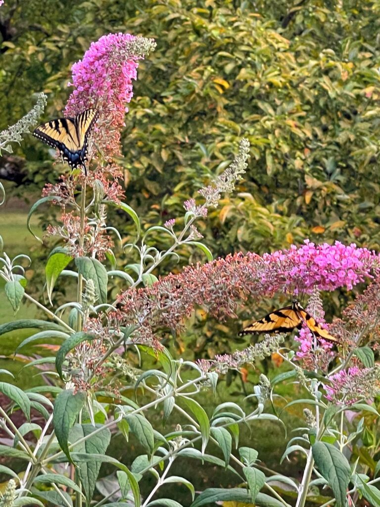 Best Native Plants for a Buzzing Pollinator Garden | Bricks ’n Blooms ...