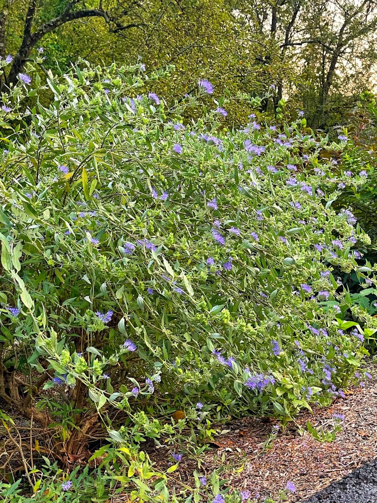 caryopteris