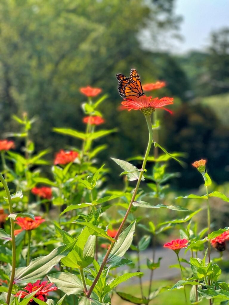 Best Native Plants for a Buzzing Pollinator Garden | Bricks ’n Blooms ...