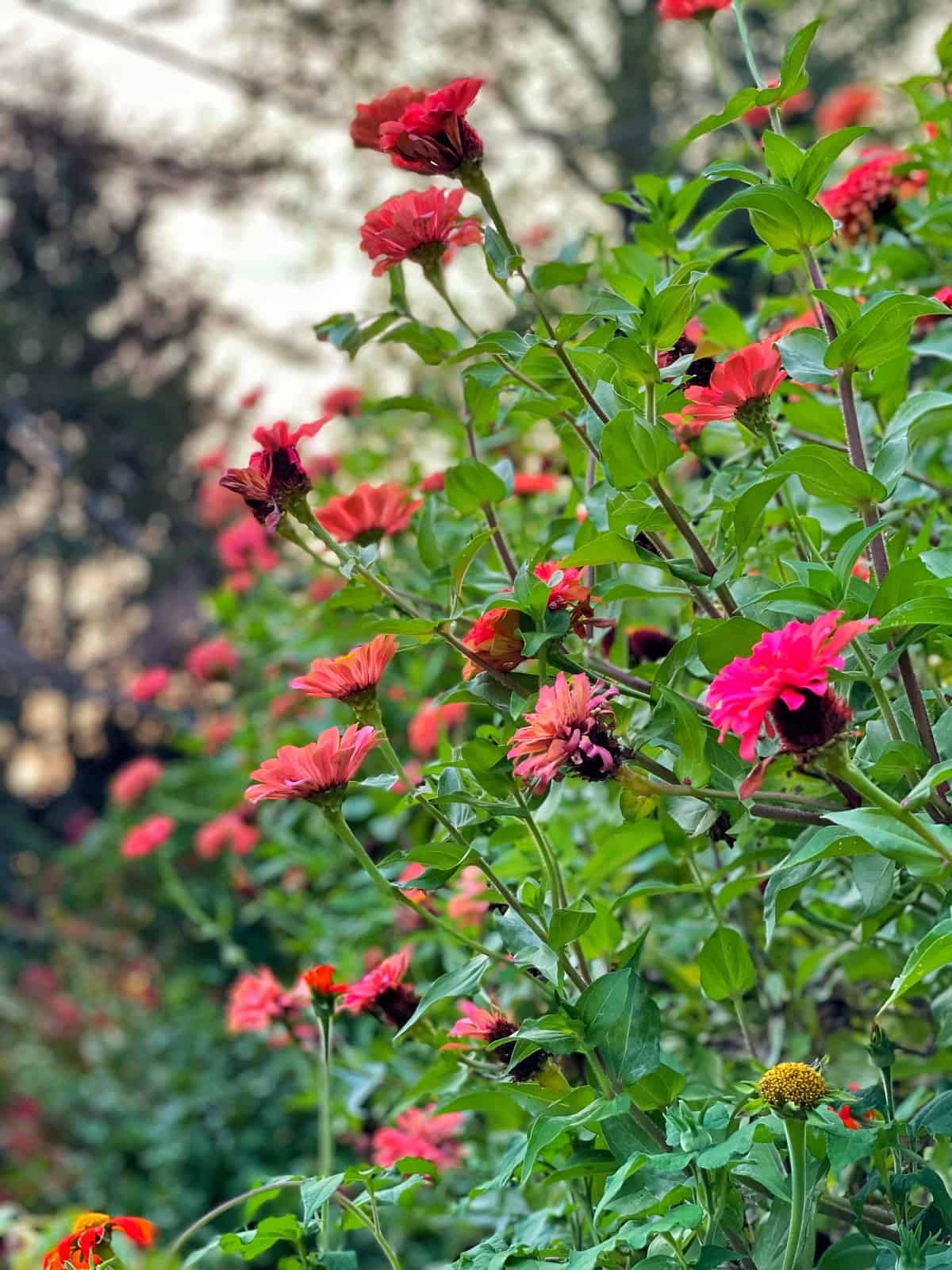 'Senora' zinnias at sunset in the front porch cottage garden