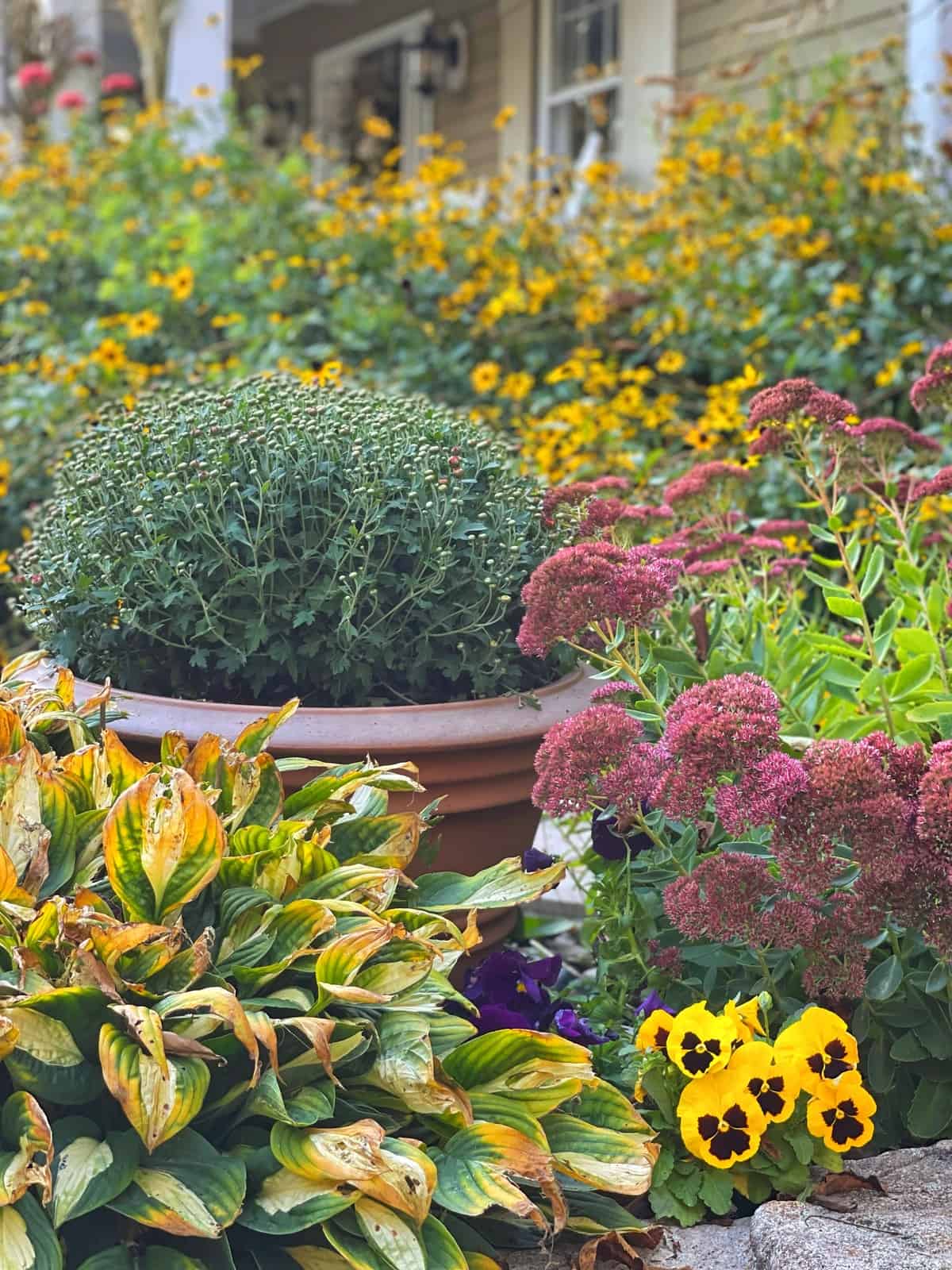 fall garden flowers like chrysanthemums, pansies, sedum autumn joy and rudbeckia in the front porch garden