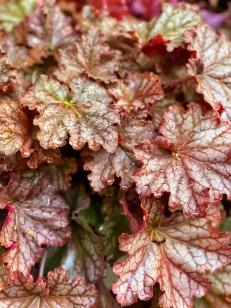 Close-up image of a growing heuchera plant's leaves covered in water droplets. The leaves exhibit various shades of reddish-brown with intricate veining, giving them a textured appearance. Peachberry Ice Coral Bells from Proven Winners