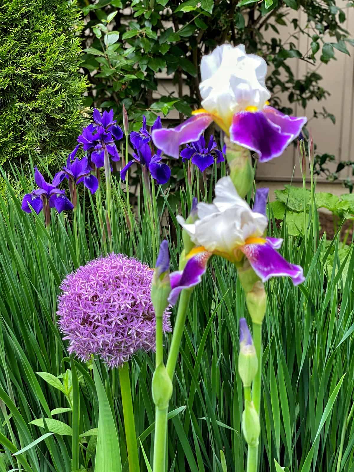 Purple Bearded Iris