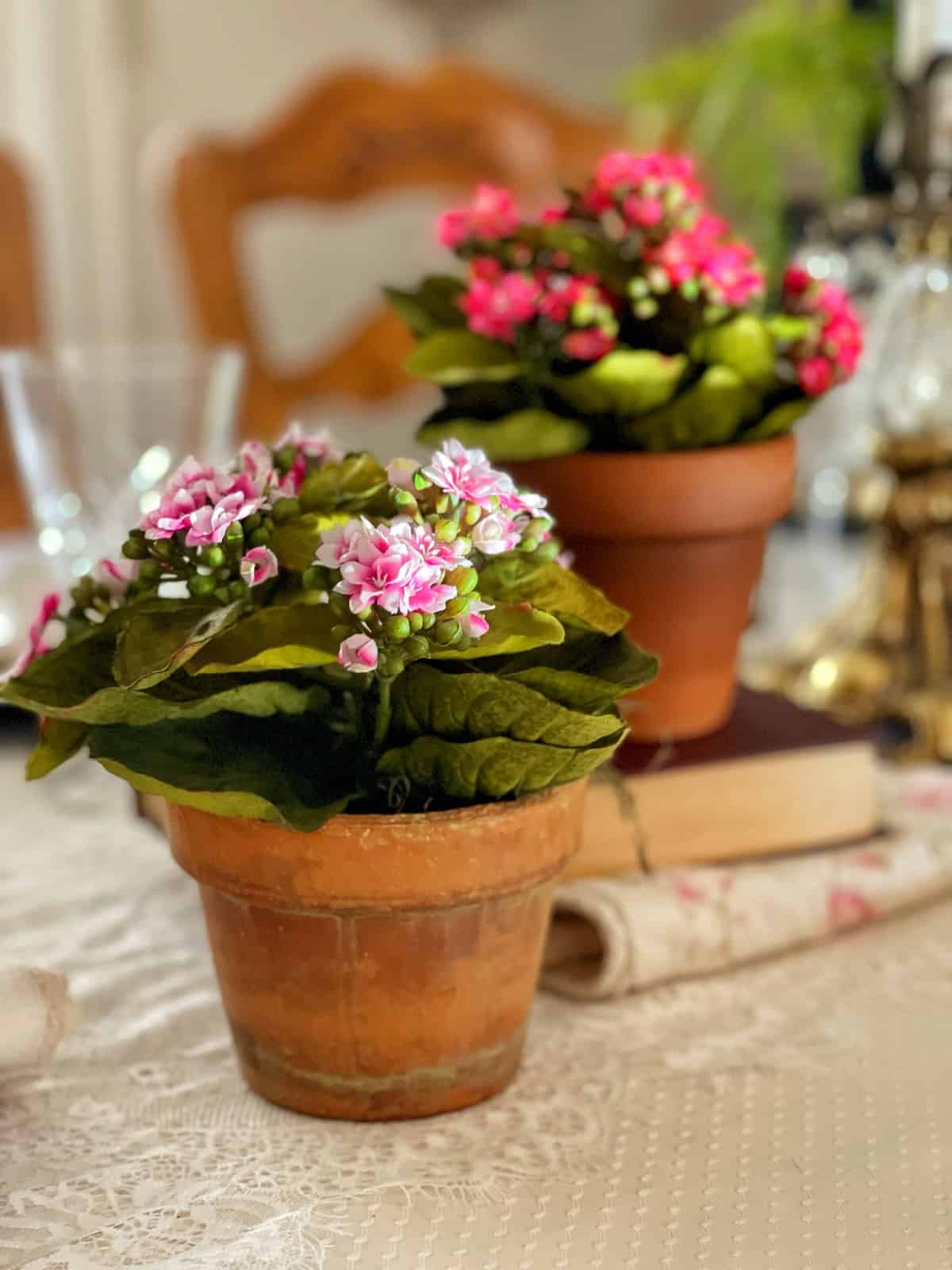 close up of kalanchoe plants on books on the table