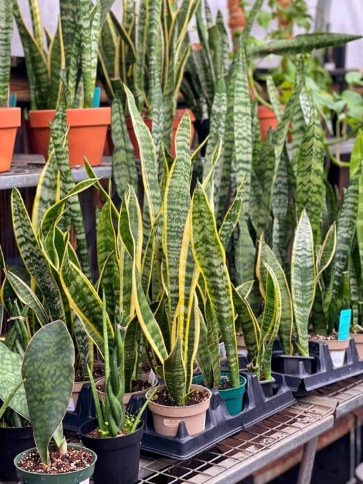 A variety of snake plants with long, upright leaves in shades of green and yellow stand on display in terracotta pots on metal shelves. The background reveals even more snake plants thriving in a greenhouse setting.