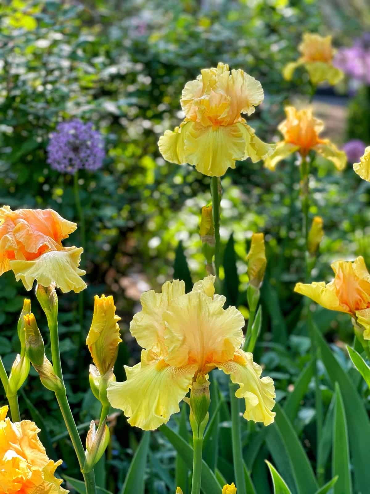 close up of yellow bearded irises