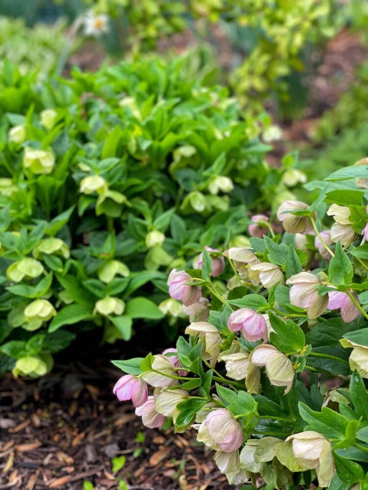 Green leafy lenten rose plants with clusters of pink and greenish-white flowers grow in a garden bed, surrounded by mulch and other greenery in the background.
