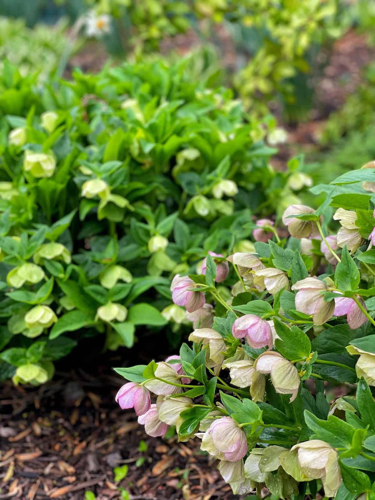 Green leafy lenten rose plants with clusters of pink and greenish-white flowers grow in a garden bed, surrounded by mulch and other greenery in the background.