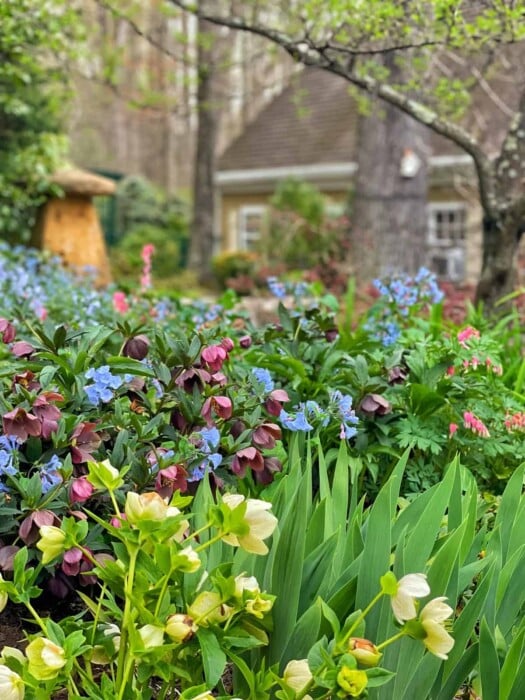 planting hellebores in A garden bursting with colorful blooms, including vibrant Virginia bluebells, features primarily pink, blue, and yellow flowers. Tall green leaves add greenery to the foreground. A cozy, beige cottage is partially visible in the background, surrounded by trees and greenery.