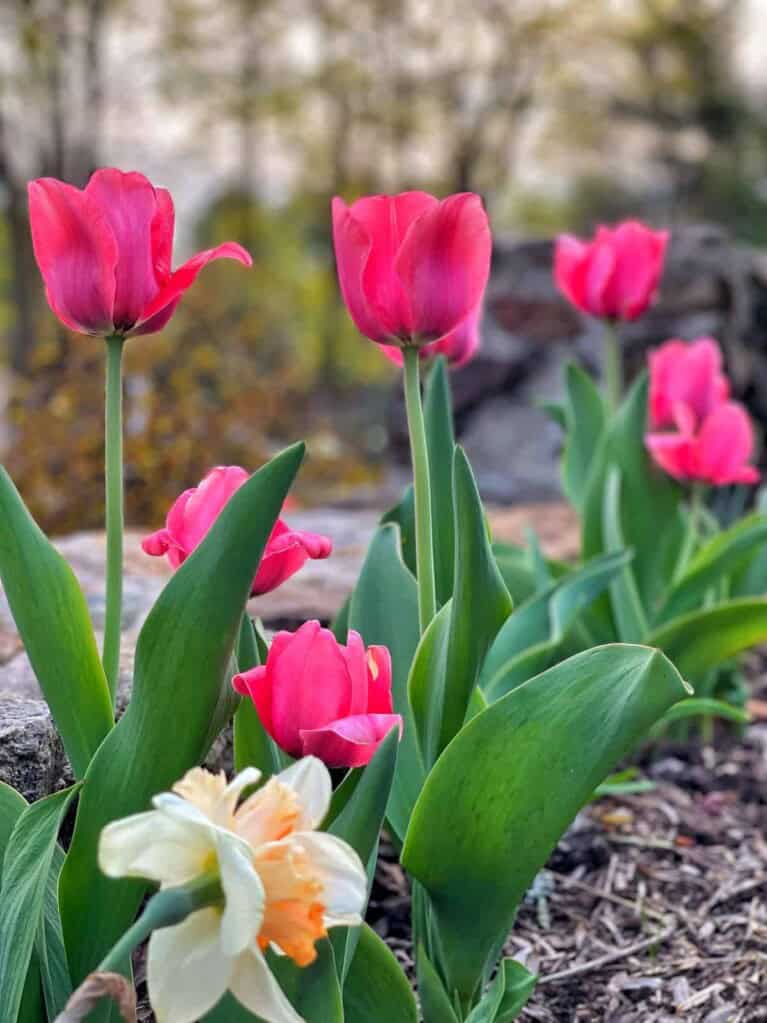 Beginner's Guide to Growing Tulips For Stunning Spring Blooms - Bricks ...