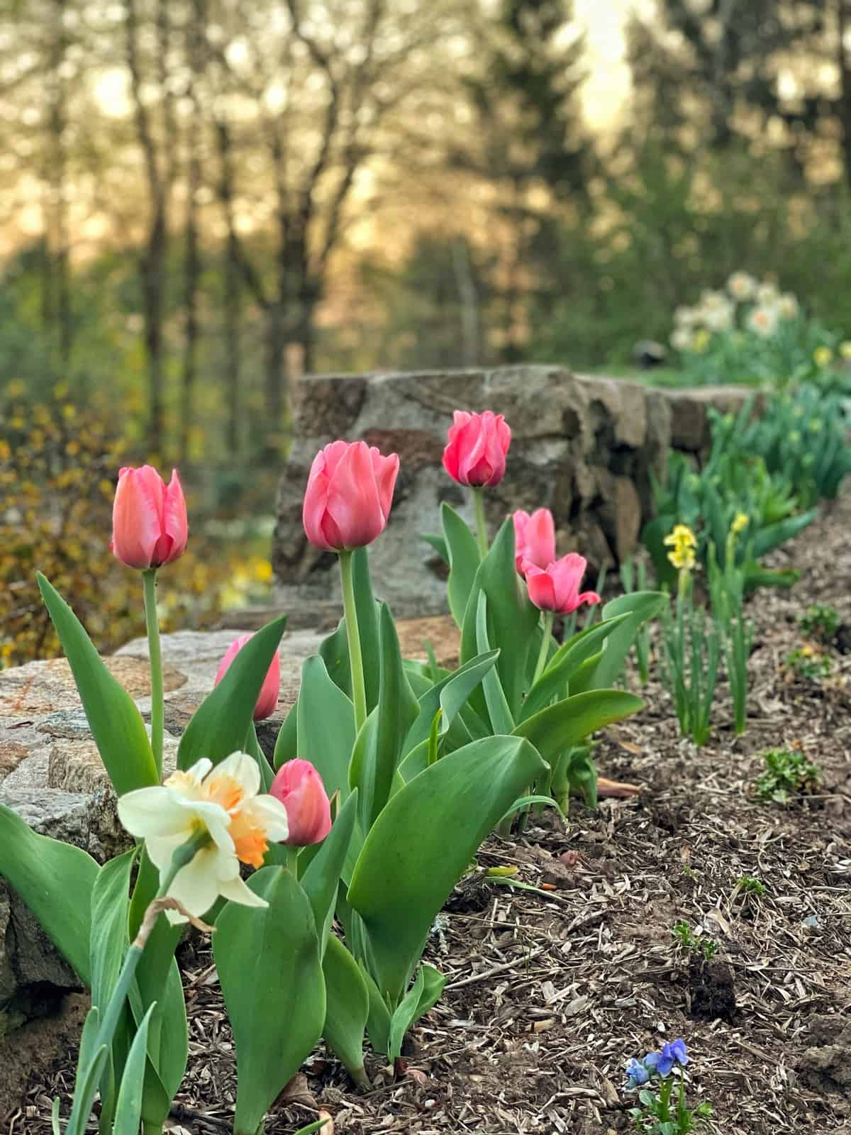 The Best Early Spring Flowers for a Gorgeous Garden Display - Stacy Ling