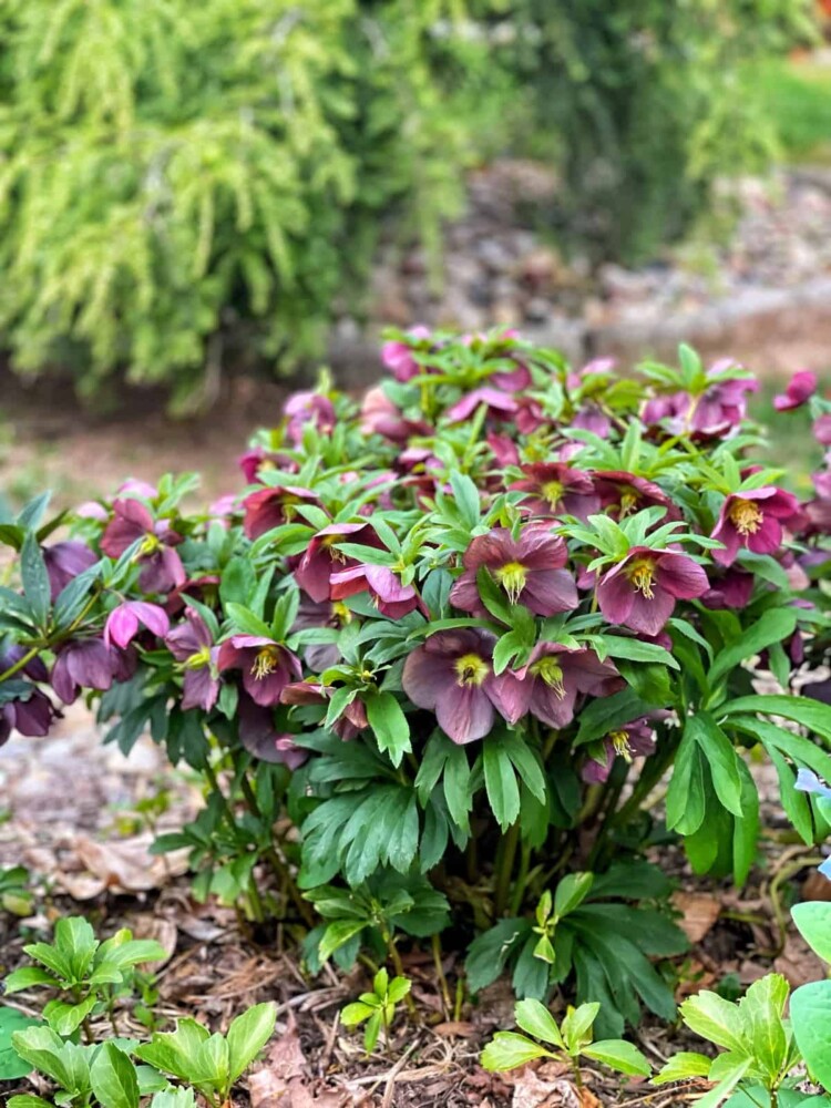 A lush green lenten rose plant with clusters of deep purple flowers blooms in a garden bed, surrounded by mulch and additional greenery, with blurred foliage in the background.