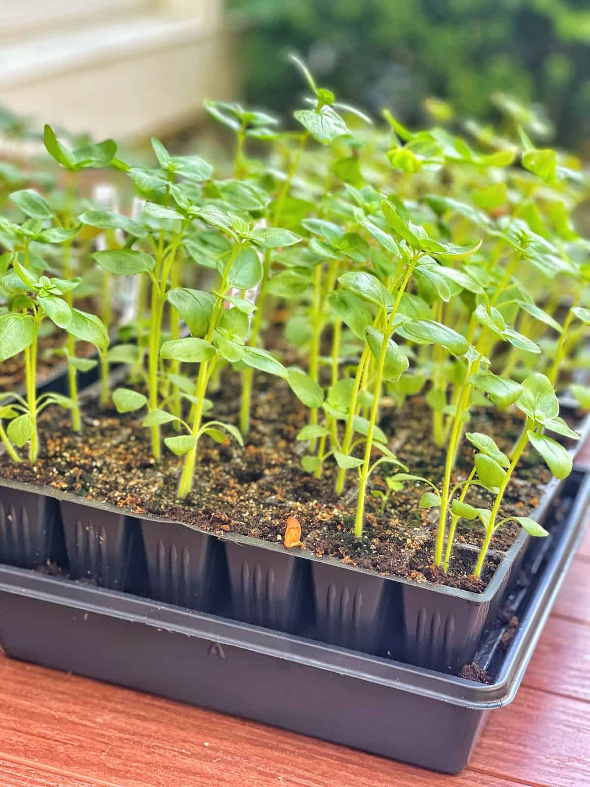 A close-up of healthy seedlings growing in neat rows in a black plastic tray filled with soil, placed outdoors on a wooden surface.