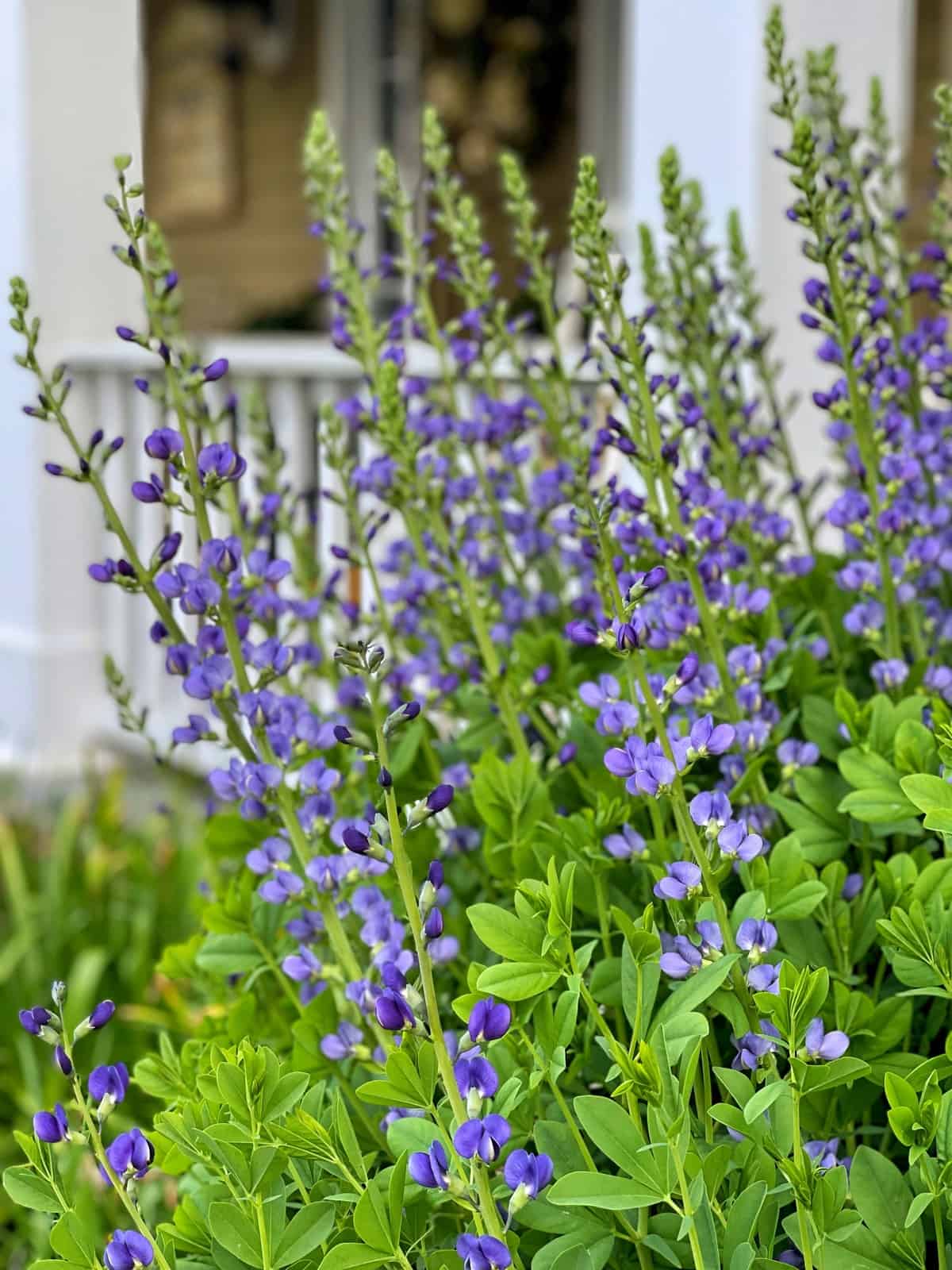 Tall stems of purple-blue baptisia, also known as false indigo, with green leaves grow densely in front of a white porch railing, creating a vibrant, lush garden scene.