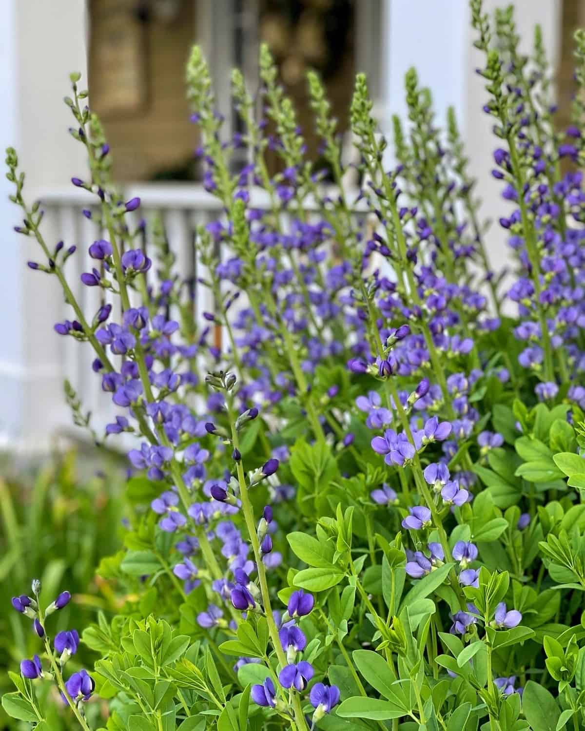 Tall stems of purple baptisia, or false indigo, and green foliage grow in front of a white porch railing, with a blurred house in the background. The flowers are blooming abundantly, creating a lush, vibrant scene.