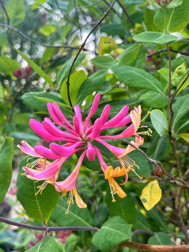 Hummingbird Garden Benefits