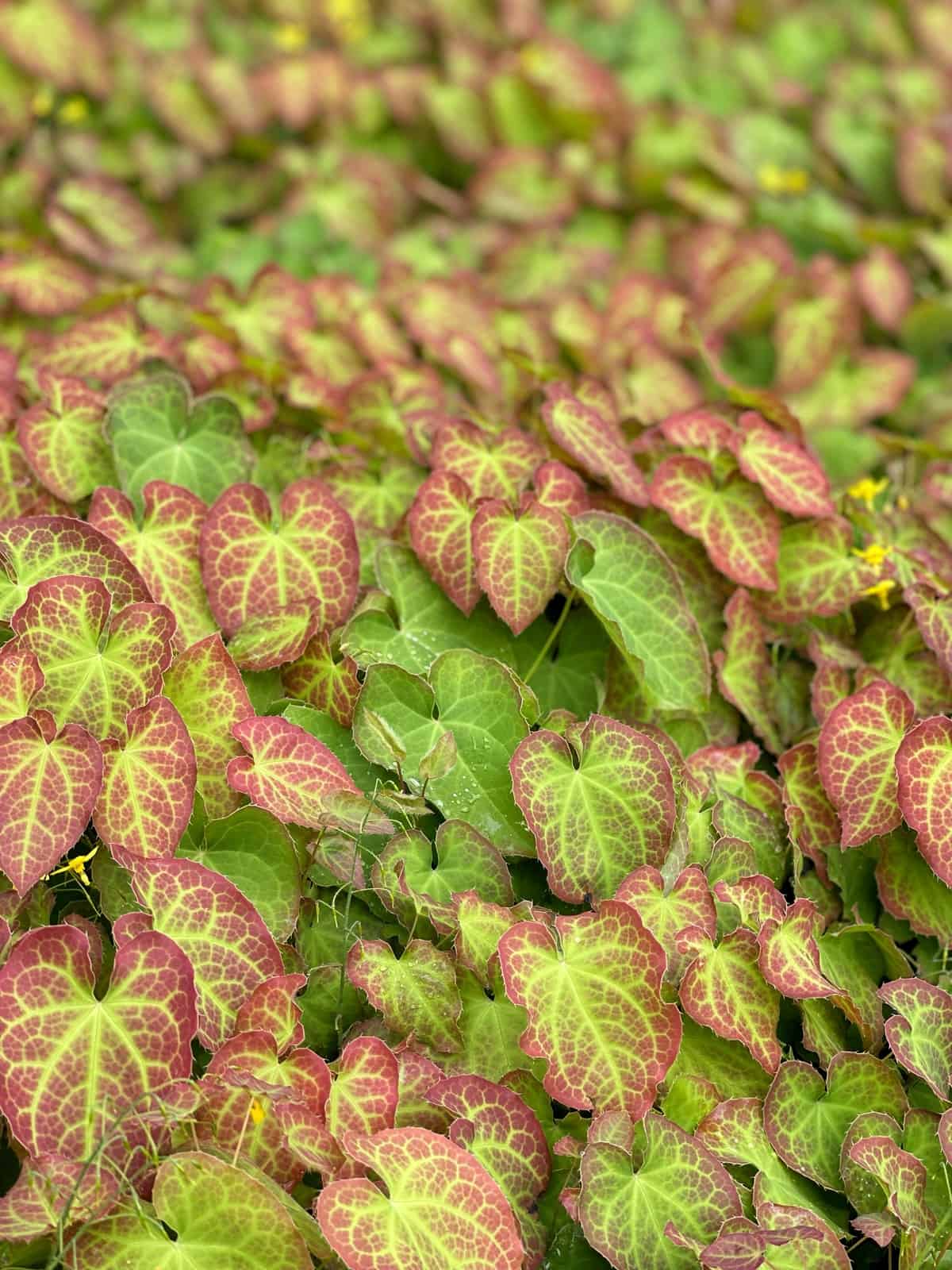 A dense cluster of heart-shaped epimedium leaves, mostly green with reddish edges and veins, covers the ground and creates a textured, colorful foliage pattern.