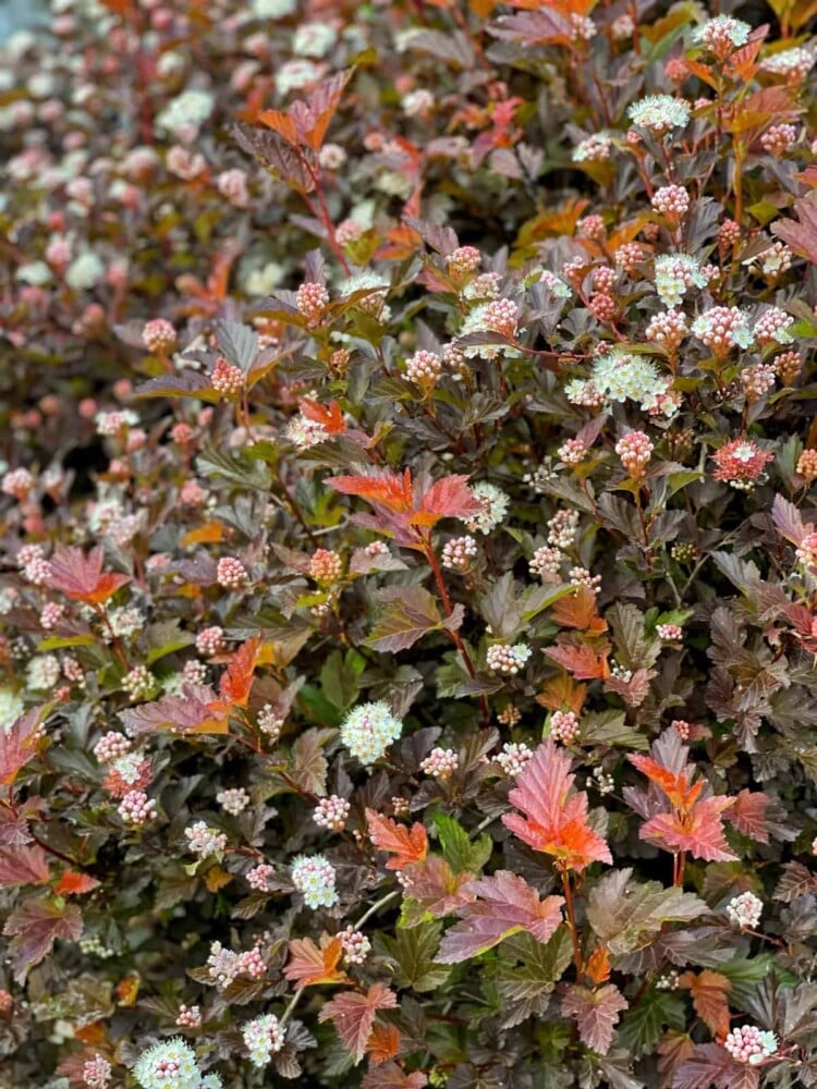 close up of ninebark