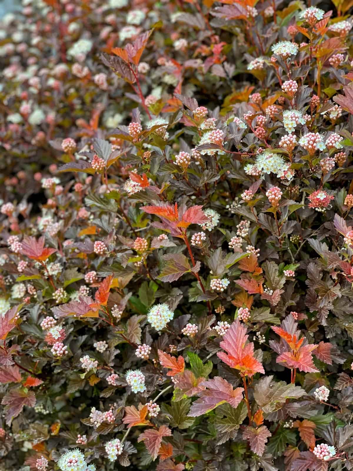 close up of ninebark