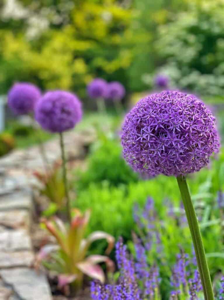How to Plant Bulbs in Fall for a Stunning Spring Garden | Bricks ’n ...