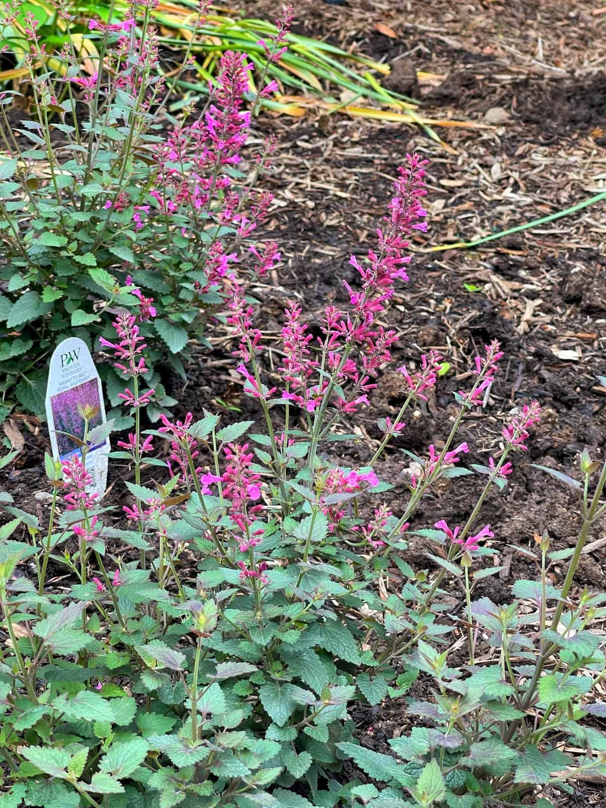 Pink flowering agastache plants with green leaves grow in a garden bed, surrounded by mulch. A white plant label with text and an image is placed among the plants on the left side.