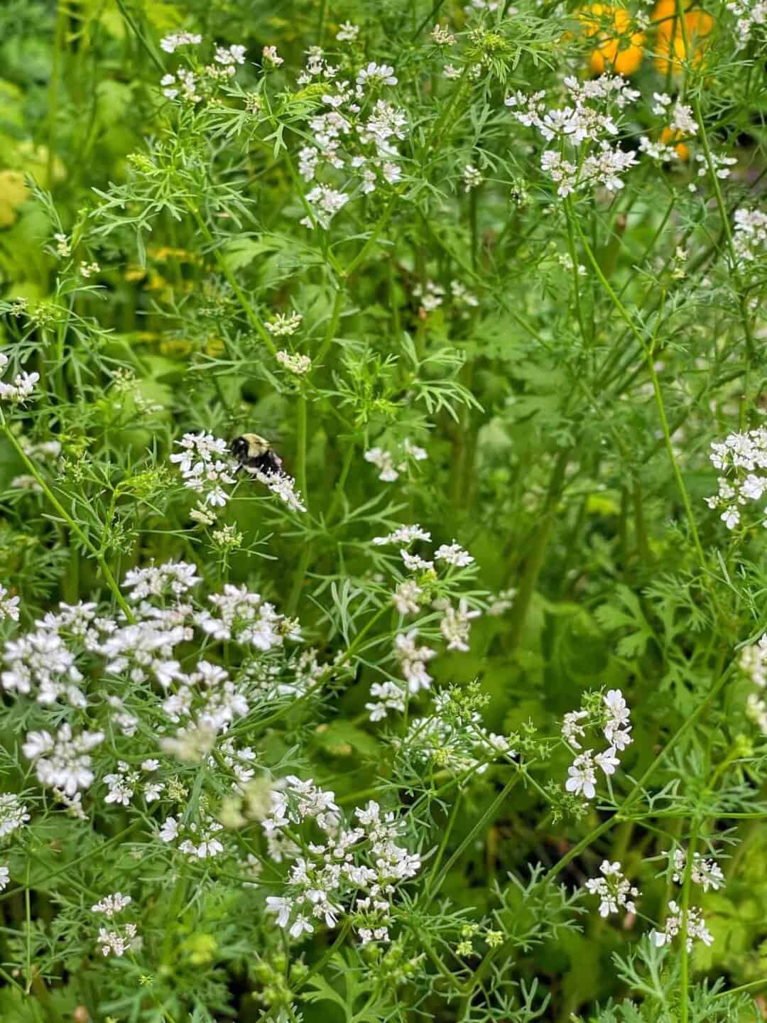 Best Native Plants for a Buzzing Pollinator Garden | Bricks ’n Blooms ...