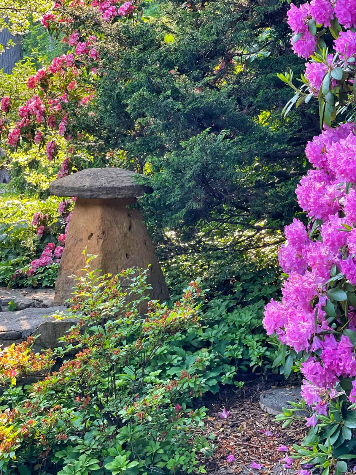 A staddle stone stands amidst lush greenery, with vibrant pink mountain laurel and rhododendron flowers in full bloom nearby—an inspiring glimpse into how to design a shade garden that feels both peaceful and enchanting.