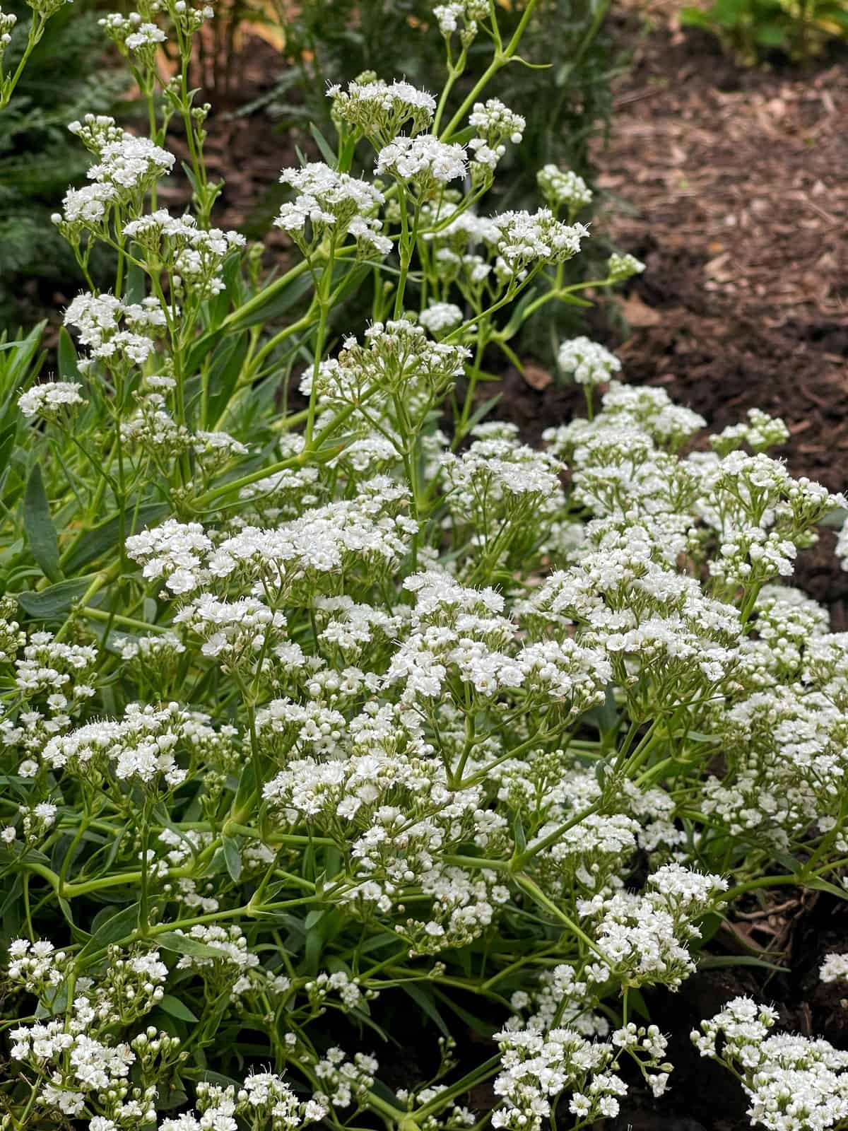 Gypsophila 'Festival Star' in my zone 6b garden
