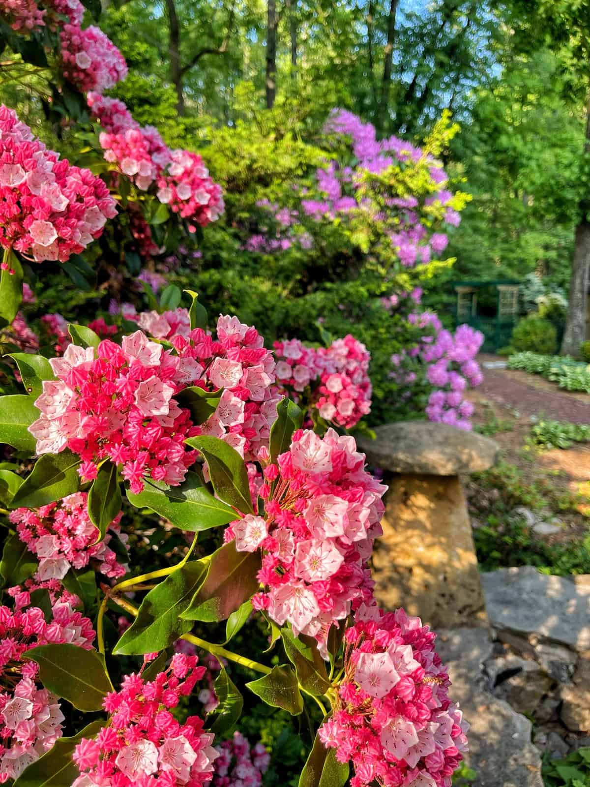 Clusters of vibrant pink and light purple mountain laurel flowers bloom beside a stone wall in a lush, green garden, with trees and plants in the background on a sunny day.