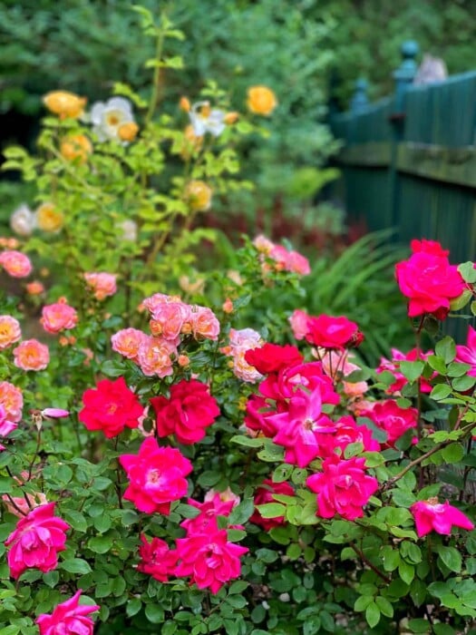 pink roses in my cottage garden