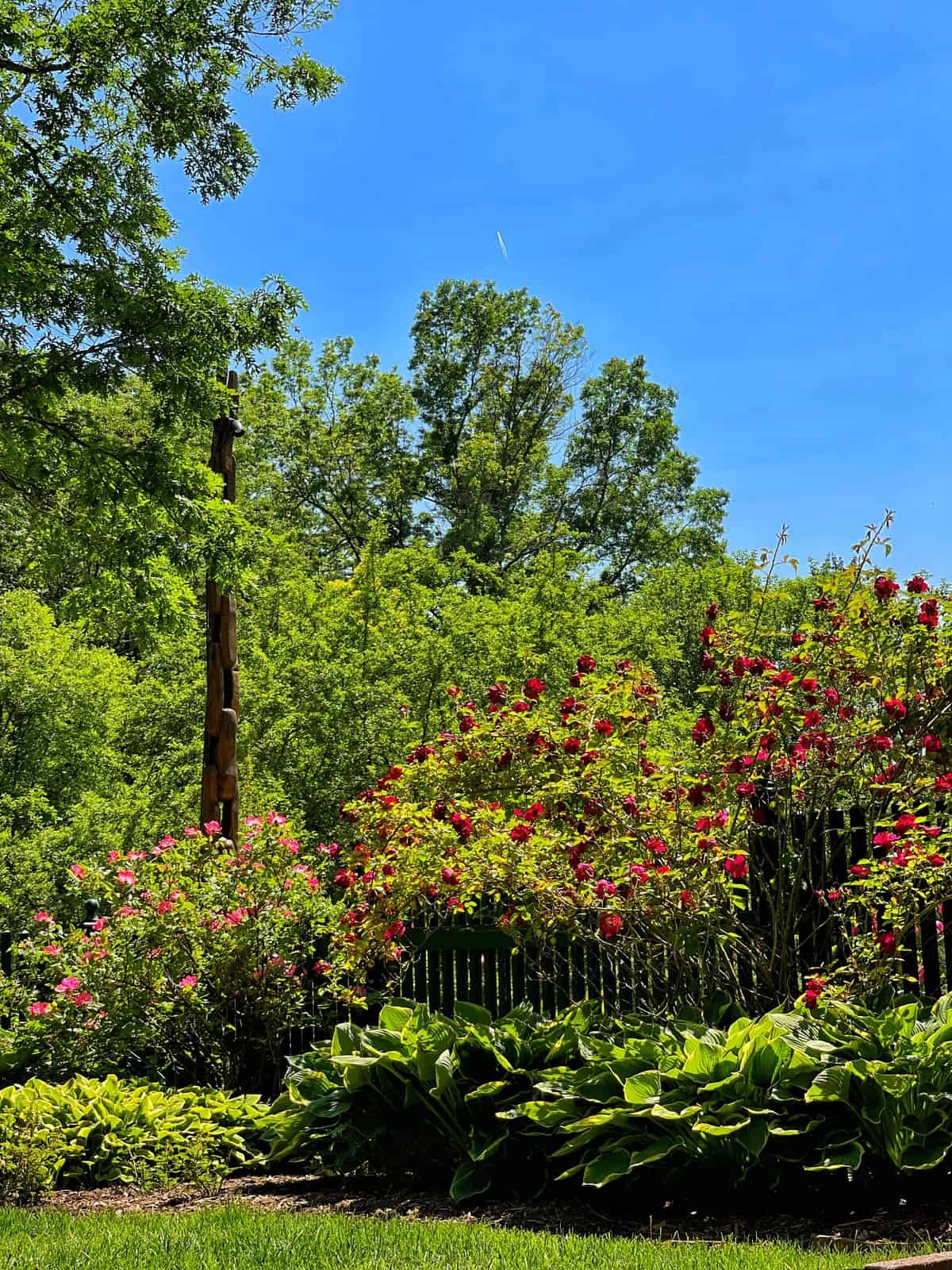 A garden with pink and red blooming roses, lush green hostas, and trees under a bright blue sky. A wooden pole and metal fence are partially visible among the foliage.
