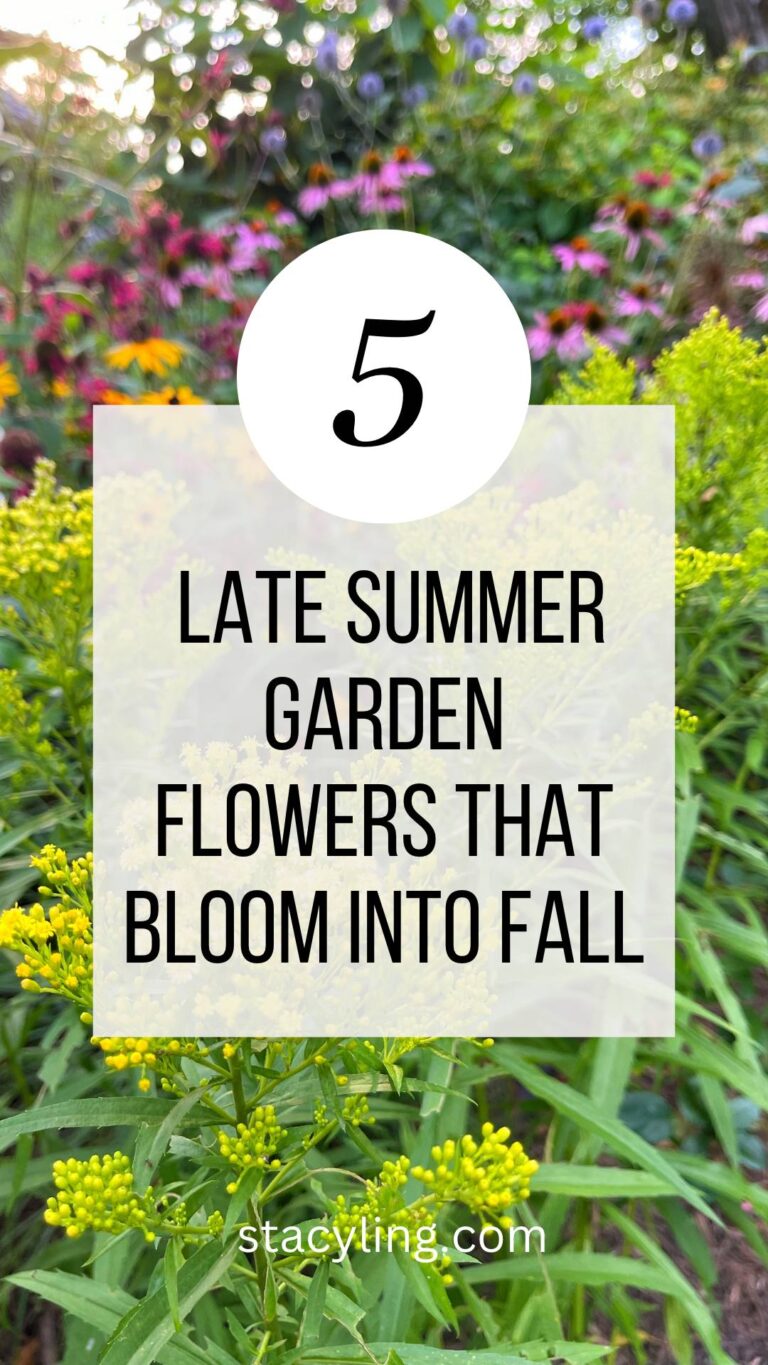 10 Late Summer Blooming Flowers That Grow Into Fall | Stacy Ling