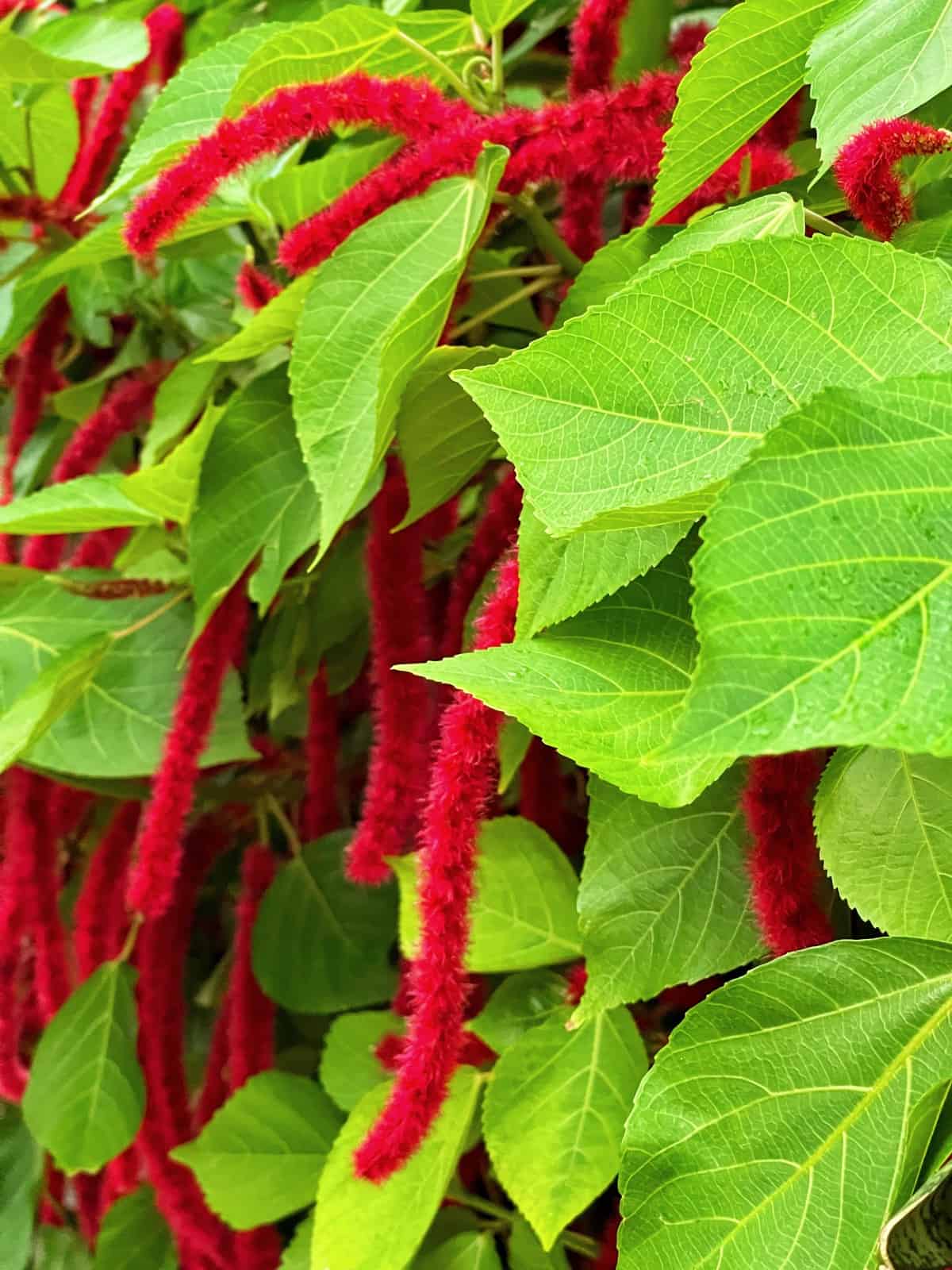 Long, fuzzy red amaranth flowers hang among bright green leaves on a lush plant, creating a striking contrast between the vibrant blooms and fresh green foliage.