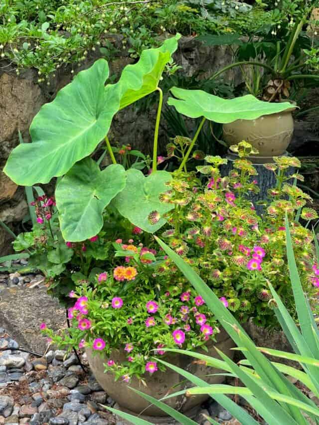 colocasia and supertunias