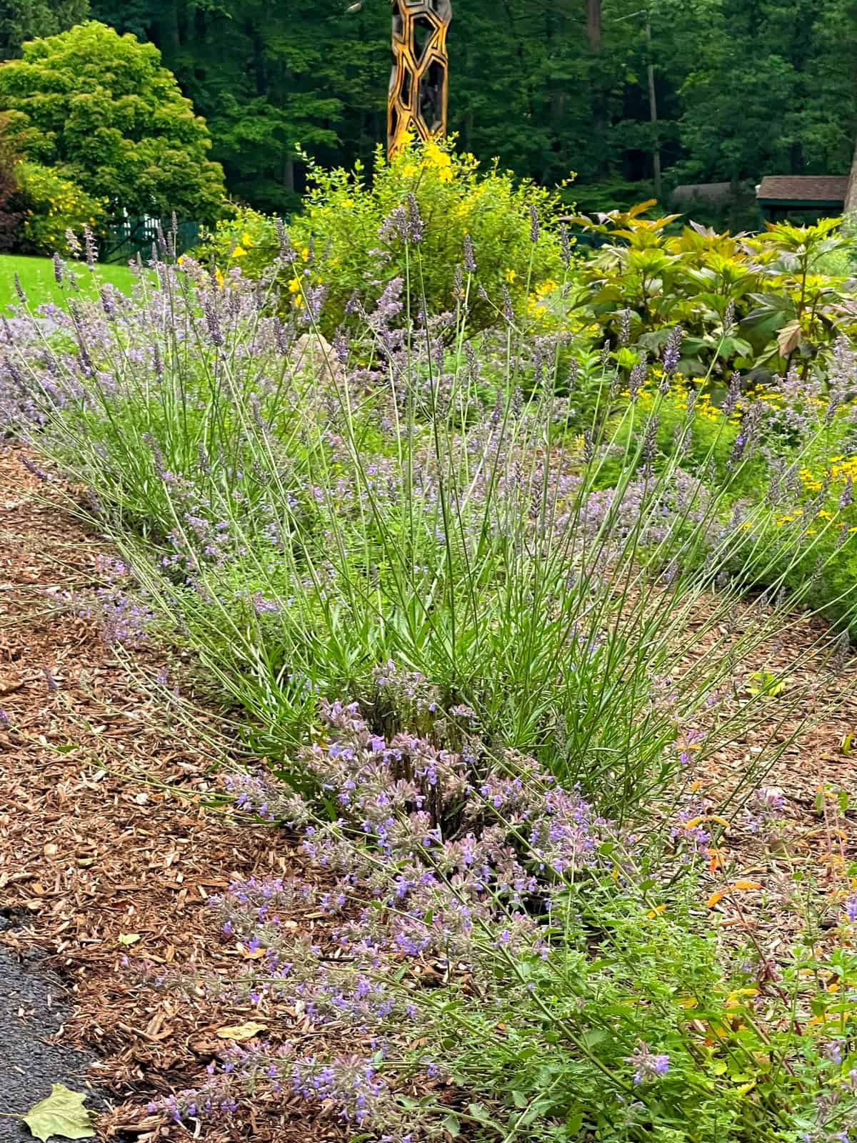Lavender plants with light purple flowers and clusters of nepeta grow in a mulched garden bed, surrounded by green shrubs and trees. A carved wooden post stands in the background, with dense forest beyond.