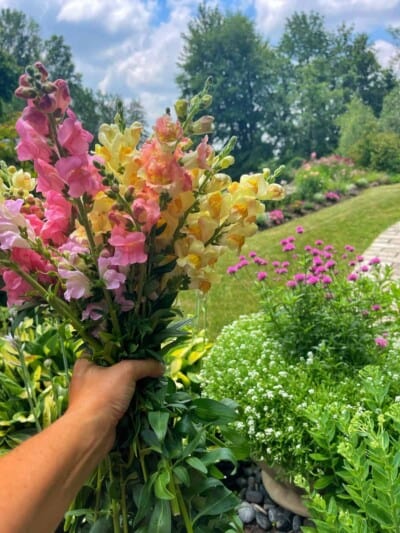 Snapdragon Bunch How to Grow Snapdragons: A Complete Guide from Seed to Bloom | Bricks ...