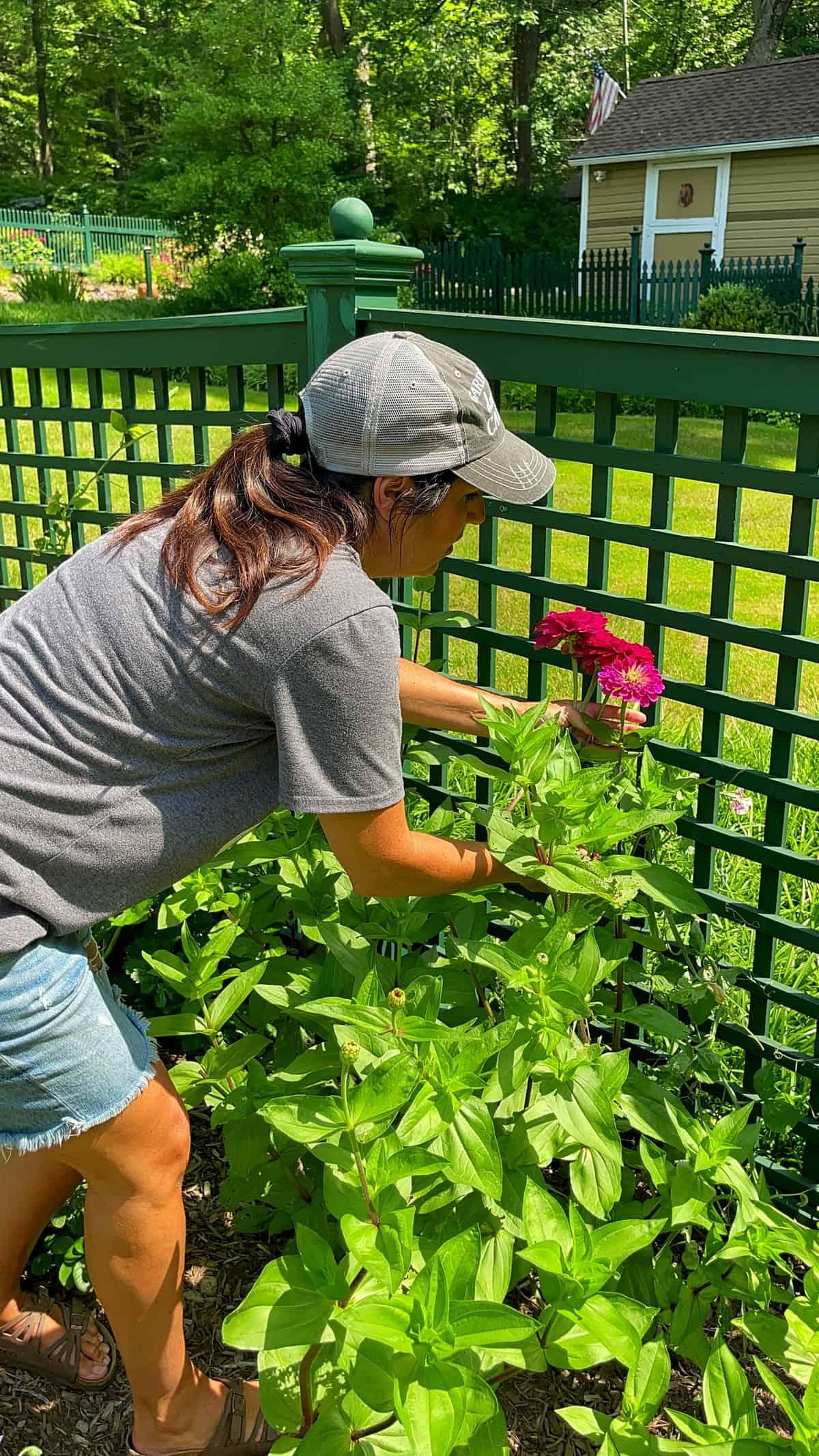 Stacy Ling, wearing a gray shirt, denim shorts, and a gray cap is cutting zinnias&mdash;picking bright pink flowers from a green plant in a garden near a green lattice fence, with a lawn and shed in the background.