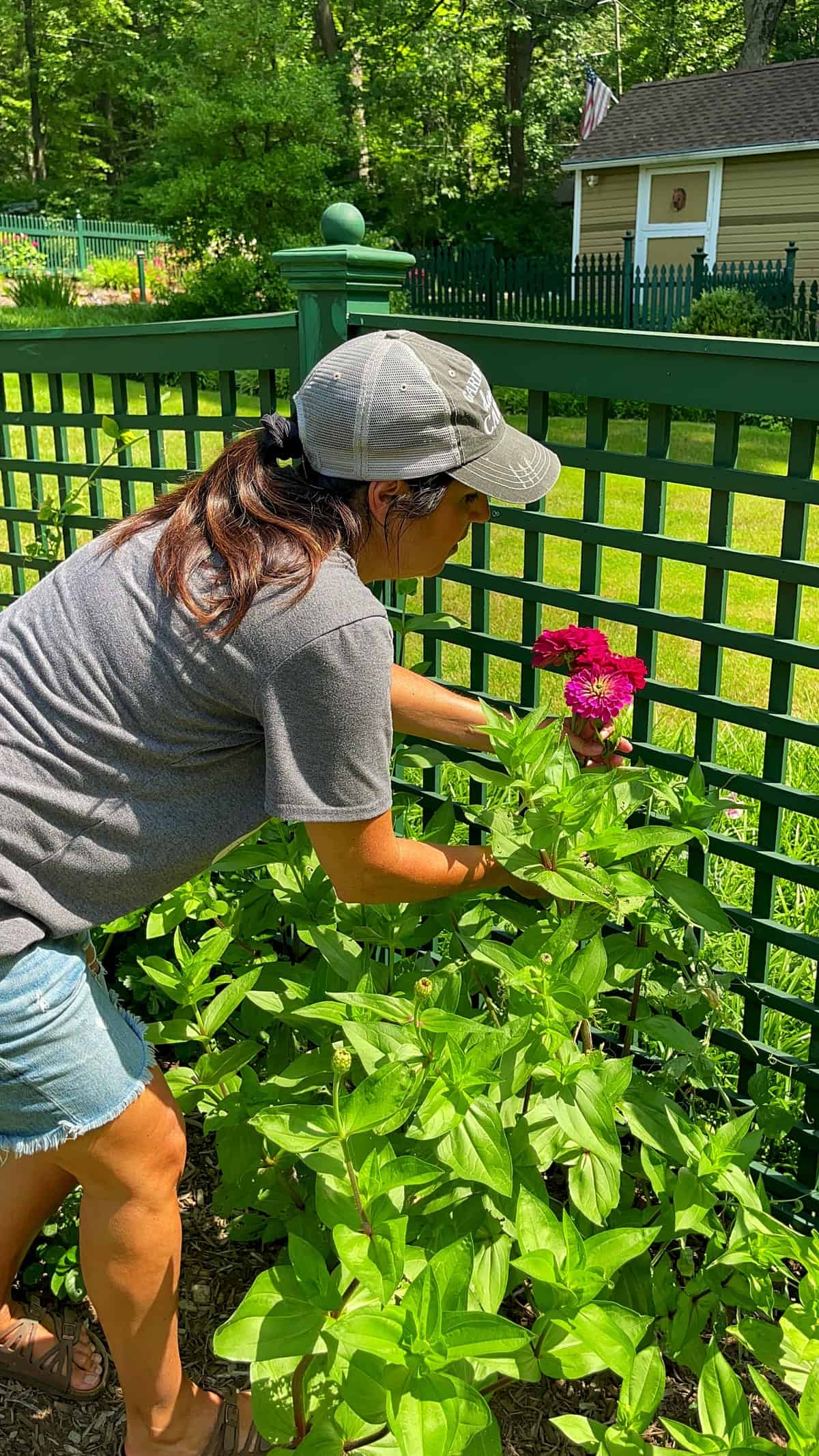 blogger stacy ling cutting zinnias flowers in her garden