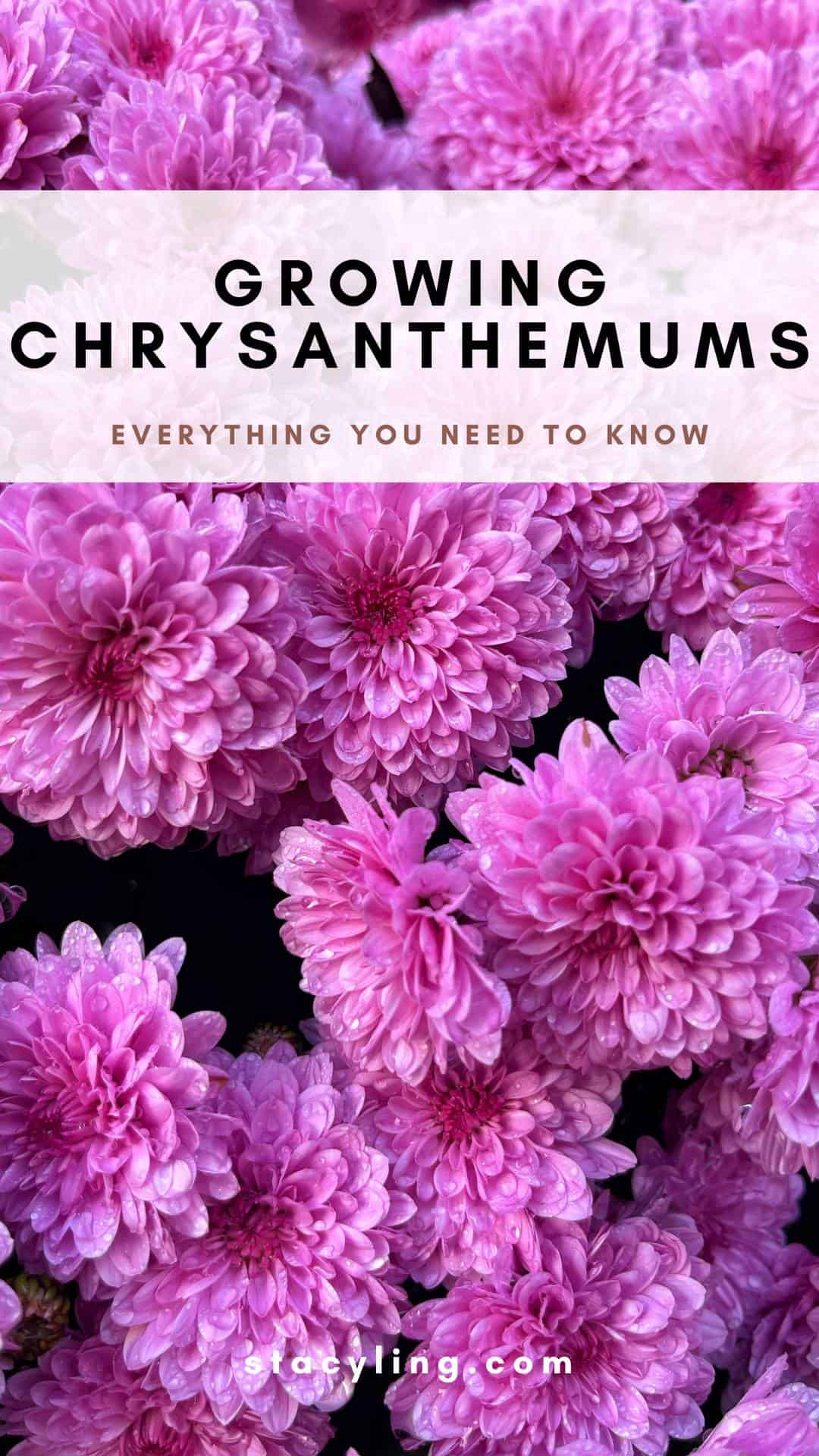 Chrysanthemums, Mums