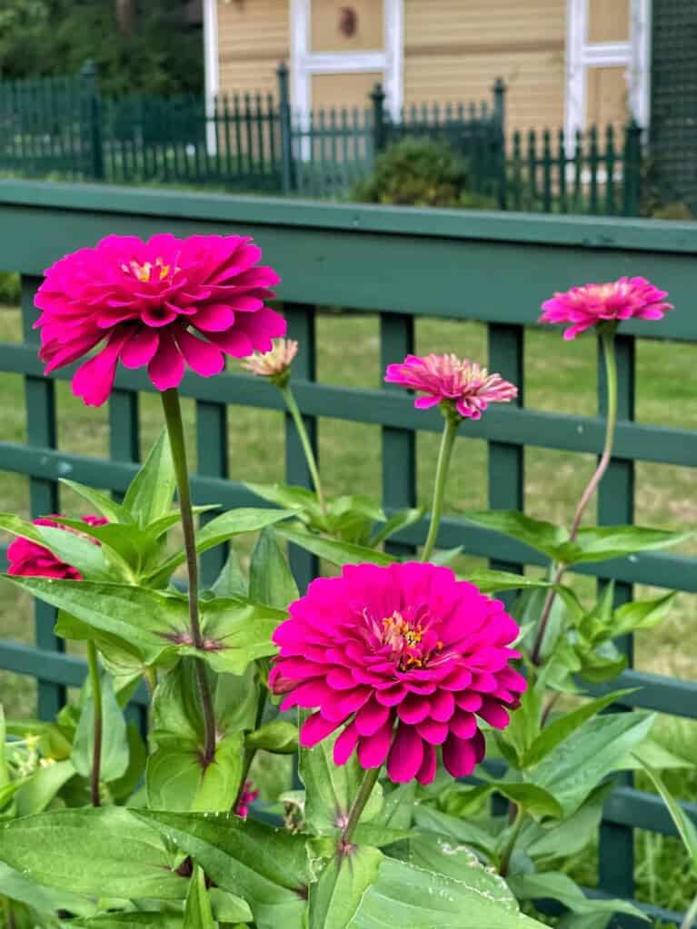 Best Zinnia Varieties for Cutting Gardens: My Must-Grow Favorites ...