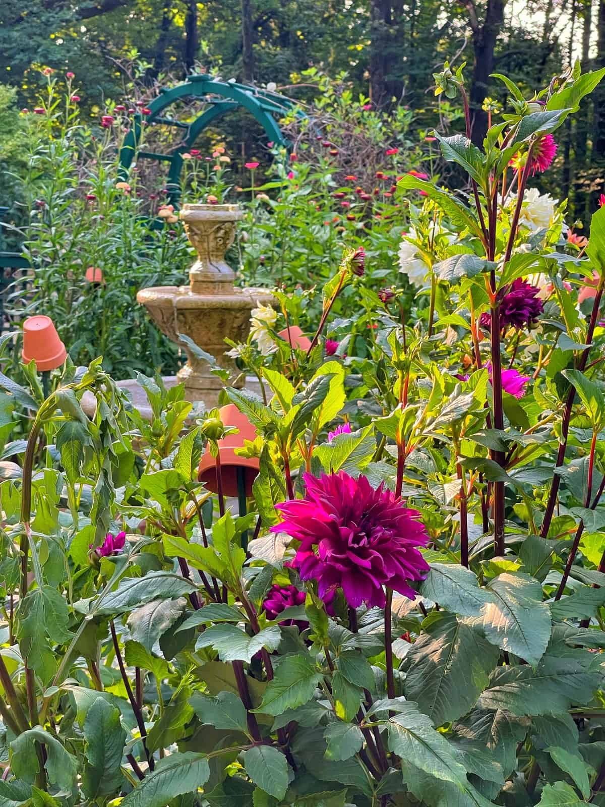 Vibrant Thomas Edison dahlias and lush green foliage fill a cut flower garden scene, with a stone fountain and a green garden arch in the background, surrounded by other blooming flowers and plants.